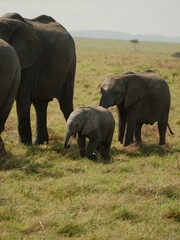 Young elephant calf beside adults in Kenya © Brad Devine