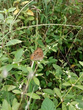 Macro close-up of a butterfly with closed wings displaying its cryptic brown underwing camouflage pattern, resting on green foliage with tiny white wildflowers in a natural outdoor environment. 