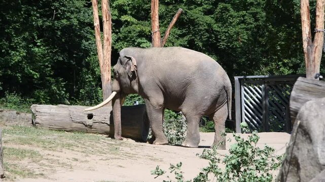 A large male Asian elephant with prominent long tusks standing in a spacious outdoor enclosure surrounded by lush forest trees at Prague Zoo.