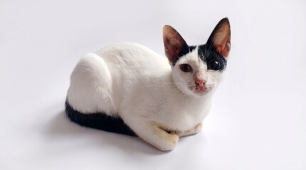Naklejka premium Black-White Cute Kitten Sitting on White Background with Adorable Curious Expression