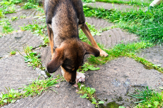 Mixed breed stray dog eating outdoors with a engorged tick attached above the eye needing veterinary care. High quality