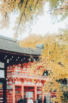 秋の神社のイチョウ