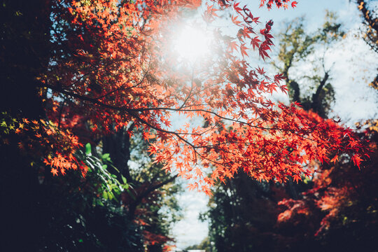 日本の秋の紅葉
