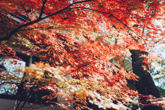 日本の秋の紅葉