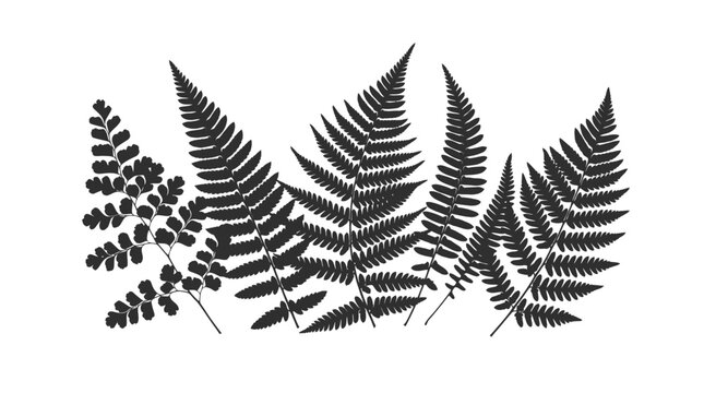Elegant fern leaf collection rendered as a clean black vector illustration showcasing intricate botanical foliage details for professional graphic design projects