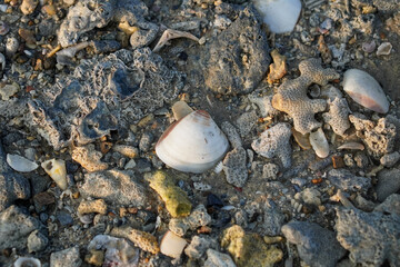 Seashell resting on a rocky beach among coral fragments, pebbles, and weathered stones, showing natural textures and muted coastal colors in an intertidal shoreline setting. © Sesar Journey