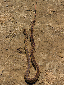 Vertical image of a gopher anake on sirt ground