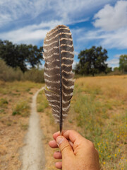 Hand holding hawk feather on trail © Cam