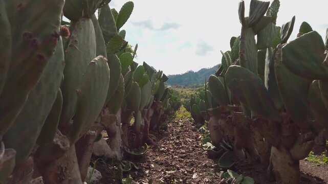 Close up view between rows of prickly pear cactus growing across cultivated farmland, with dense cactus pads, dry soil, distant hills, and cloudy sky visible in the background.