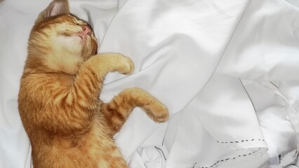 Close up ginger cat sleeping © Marr