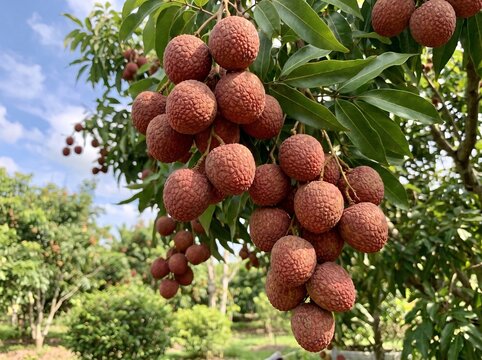 Clusters of ripe lychee fruits hanging on tree branches in a sunny tropical fruit orchard