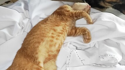Ginger cat sleeping on white fabric © Marr