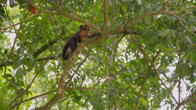 A dark capuchin monkey moves along a high branch among green leaves with a pale sky behind.