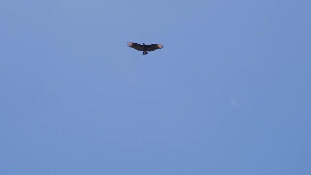Black vultures circle high in a clear blue sky with their wings held flat and steady.
