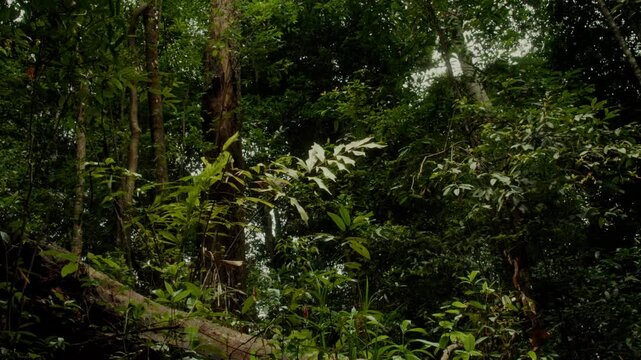Dense tropical forest understory filled with diverse green vegetation, trees and natural foliage in a shaded woodland environment, highlighting rich biodiversity and pristine nature.
