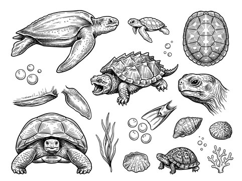 Hand drawn turtle sketch set, leatherback sea turtle, snapping turtle and tortoise icons on white background