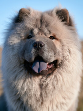 Chow Chow dog panting with blue tongue close-up outdoors  