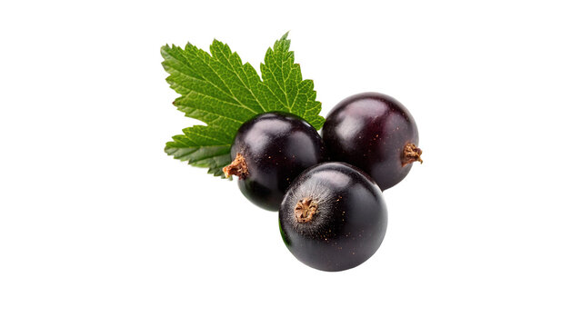 Branch of fresh ripe black currant berries with green leaf organic food