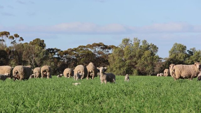 Merino ewes and lambs grazing in a green pasture on a Western Australian farm