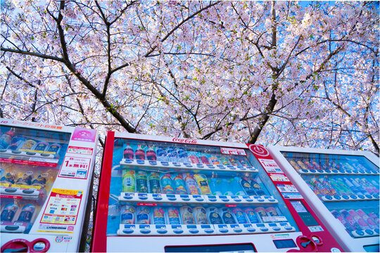 自動販売機とサクラ