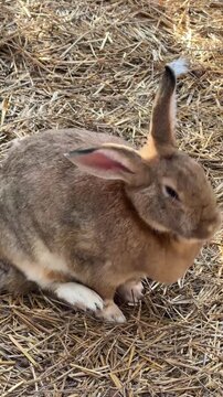 A cute brown rabbit is sitting on the hay.
