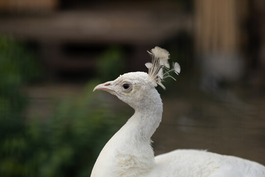 White peacock portrait with elegant crest on farm