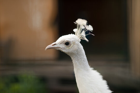 White peacock portrait with elegant crest on a farm