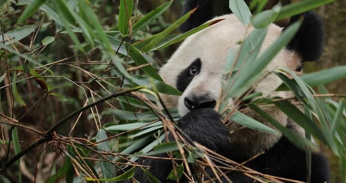 Giant panda eat bamboo in chengdu, china