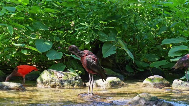 The Glossy ibis, Plegadis falcinellus is a wading bird in the ibis family Threskiornithidae.