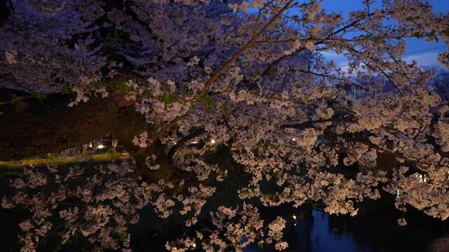 川越・新河岸川を彩る満開の夜桜
