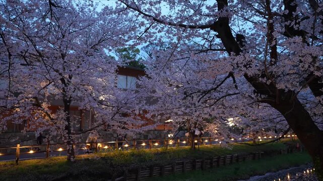 川越・新河岸川を彩る満開の夜桜
