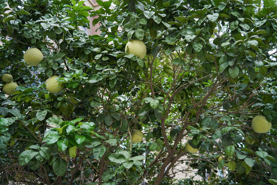 Pomelo fruit on the pomelo tree