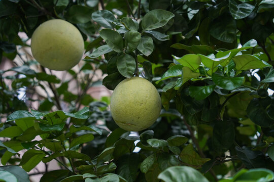 Pomelo fruit on the pomelo tree