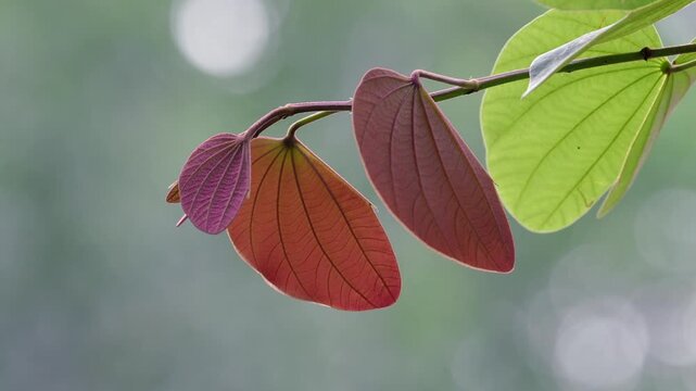 Orchid tree or mountain ebony tree featuring butterfly-shaped leaves that are pinkish red and green when fully grown bauhinia pottsii species