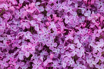 Fototapeta premium Fresh beautiful purple lilac flowers background. Flat lay. Top down view.