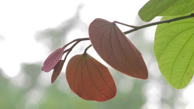 Orchid tree or mountain ebony tree featuring butterfly-shaped leaves that are pinkish red and green when fully grown bauhinia pottsii species