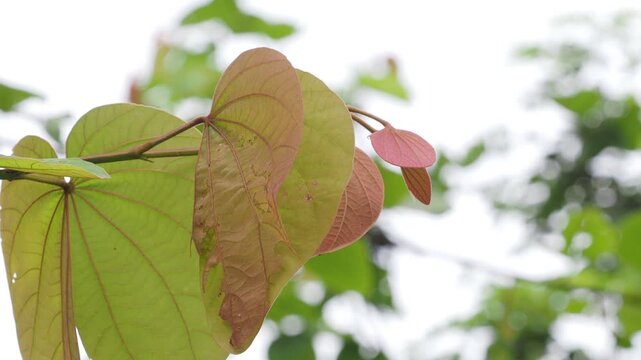 Orchid tree or mountain ebony tree featuring butterfly-shaped leaves that are pinkish red and green when fully grown bauhinia pottsii species
