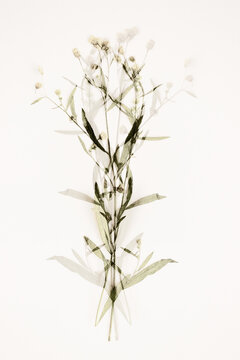 Delicate pressed wildflower botanical composition on white background