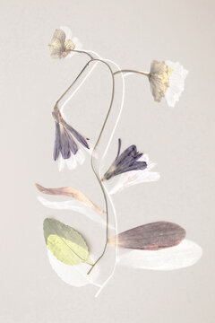 Delicate pressed flower arrangement on a neutral background