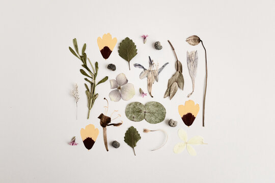 Pressed flower botanical flat lay with dried floral composition