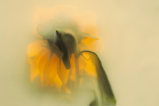 Soft blur of yellow flower petals on pastel background