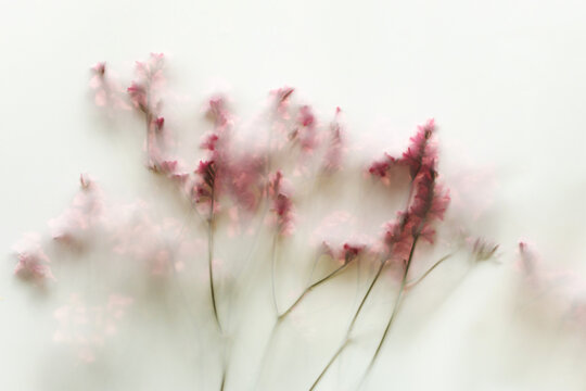 Soft pastel floral blur background with delicate pink blossom