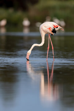 Greater flamingo (Phoenicopterus roseus) feeding in the shallow water of a lagoon in the Camargue, France.