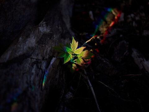 Sunlit maple sapling with rainbow light on dark bark