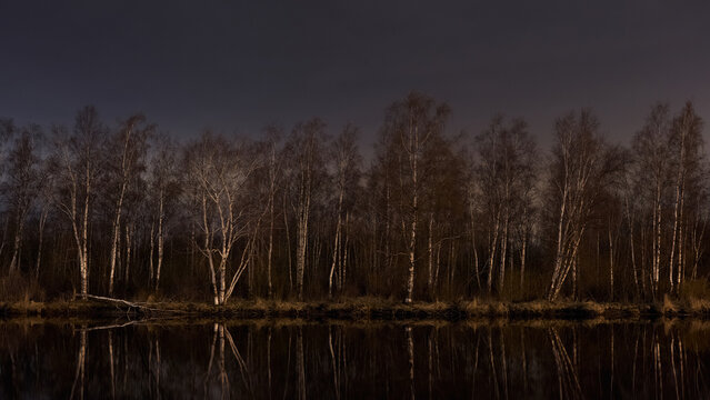 Dark birch forest reflected in A calm lake at dusk