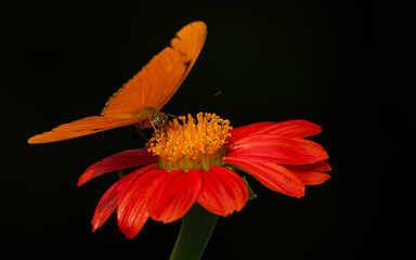 Dryas iulia,  Fackel oder Julia im Englischen: Julia Butterfly, The Flame oder Orange Long Wing © SBOR Naturfotografie