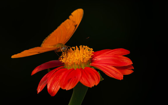 Dryas iulia,  Fackel oder Julia im Englischen: Julia Butterfly, The Flame oder Orange Long Wing