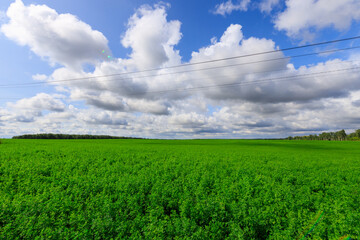 Obraz premium Green field with power lines under cloudy sky