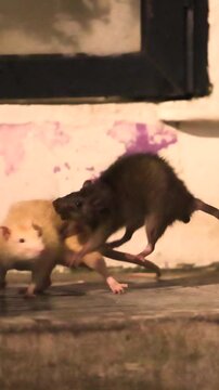 Rats like these remain common on New York City sidewalks late at night