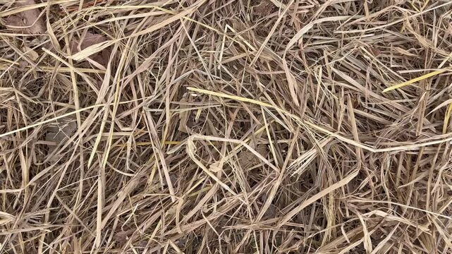 Dry paddy straw texture background close up